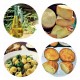 PUGLIA - 7 NIGHT GOURMET TOUR