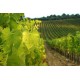 SIENA, CHIANTI & WINE