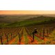 SIENA, CHIANTI & WINE