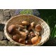 EMILIA ROMAGNA - COOKING EXPERIENCE