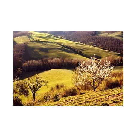 TOSCANA - SELF DRIVE 